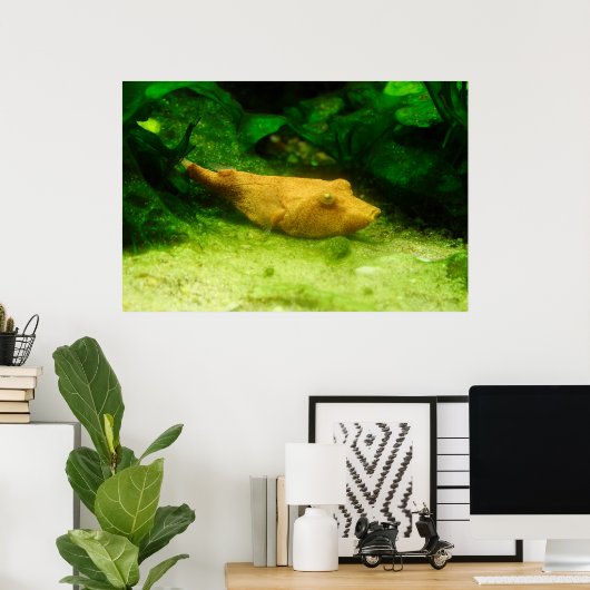 Tetraodon miurus ポスター (ホームオフィス)