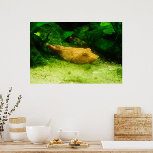 Tetraodon miurus ポスター (キッチン)