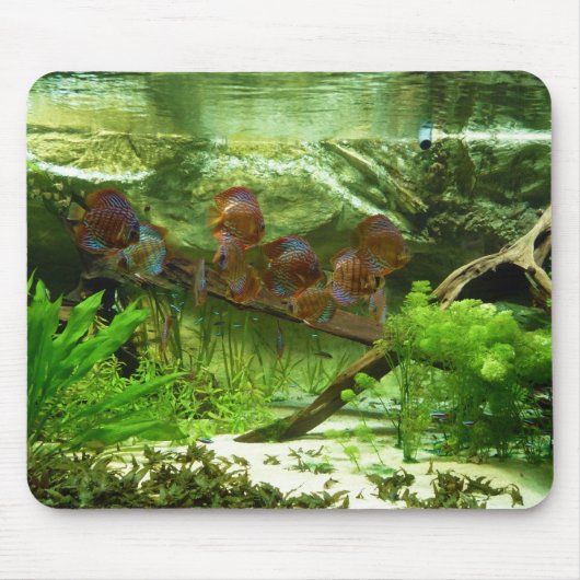 Tetrasの魚が付いているSymphysodonタンク マウスパッド (正面)