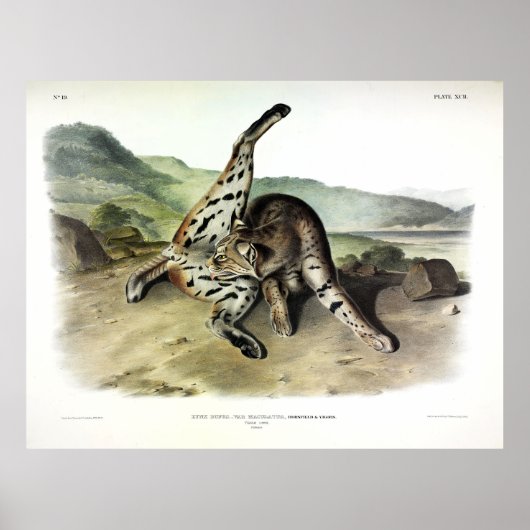 Texan Lynx (Bobcat, Red Lynx) (Lynx Rufus) ポスター (正面)