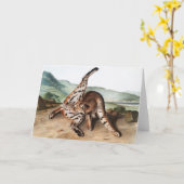 Texan Lynx (Lynx rufus var maculatus)イラストレーション カード (黄色い花)