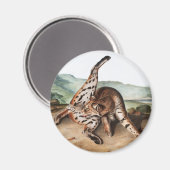 Texan Lynx (Lynx rufus var maculatus)イラストレーション マグネット (正面/裏面)