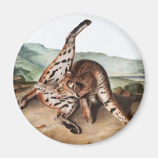 Texan Lynx (Lynx rufus var maculatus)イラストレーション マグネット (正面)