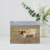 Texas Long Horn Postcard ポストカード (スタンド正面)