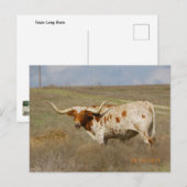 Texas Long Horn Postcard ポストカード (正面/裏面)