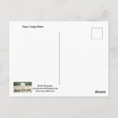 Texas Long Horn Postcard ポストカード (裏面)