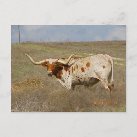Texas Long Horn Postcard ポストカード (正面)