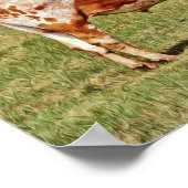 Texas Longhorn Cow Photographic Art Print ポスター (角)