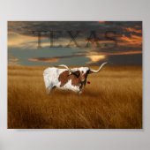 Texas Longhorn Poster ポスター (正面)