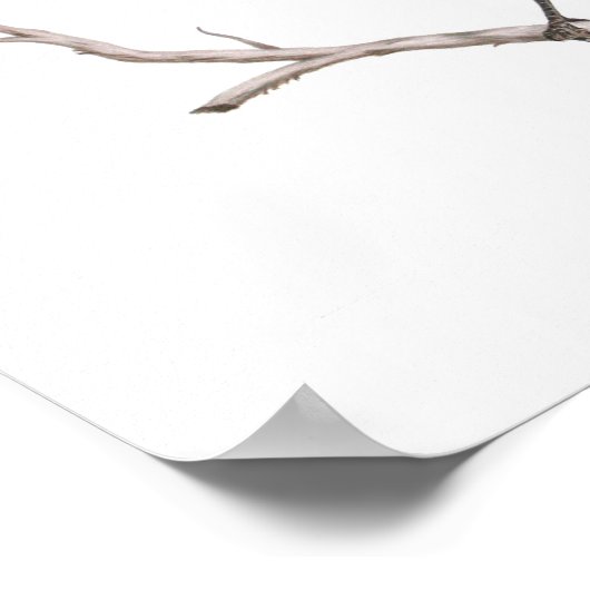 Texas Mockingbird Print ポスター (角)