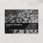 Texture Band V2 - Sedum "Autumn Joy" 名刺 (裏面)