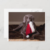 Teyla Weimaranerおよびサンタの帽子 シーズンポストカード (正面/裏面)