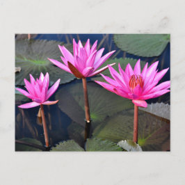 Thailand - Sukhothai lotus シーズンポストカード