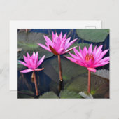 Thailand - Sukhothai lotus シーズンポストカード (正面/裏面)