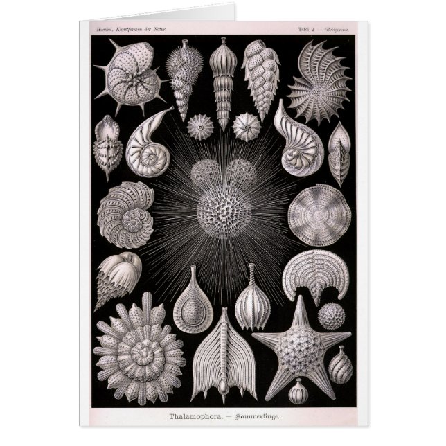 THALAMOPHORA Kammerlingeの原生動物門 (正面)