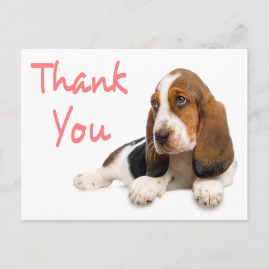 Thank Basset Hound Greeting Post Card ポストカード (正面)