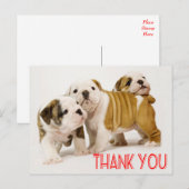 Thank English Bulldog Puppy Dogsハガキ ポストカード (正面/裏面)