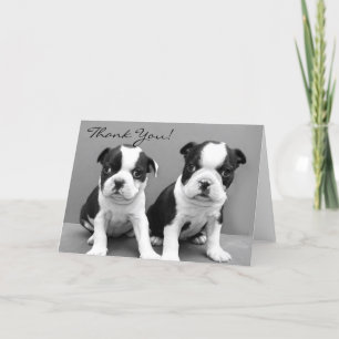 Thank You Boston terrier puppies greeting card サンキューカード