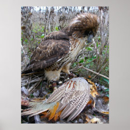 The art of Falconry: Red Tailed Hawk on Pheasant 2 ポスター