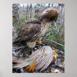 The art of Falconry: Red Tailed Hawk on Pheasant 2 ポスター