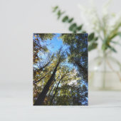 The Autumn Forest ポストカード (スタンド正面)