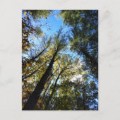 The Autumn Forest ポストカード (正面)