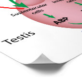 The brain testicular axis, male puberty control ポスター (角)