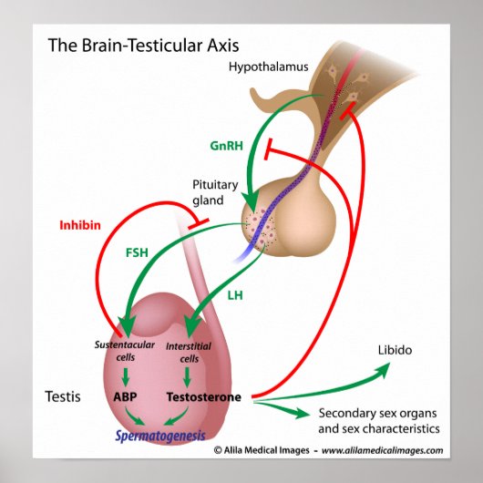 The brain testicular axis, male puberty control ポスター (正面)