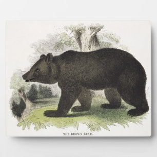 The Brown Bear,教育イラストレーションパブ.by t フォトプラーク