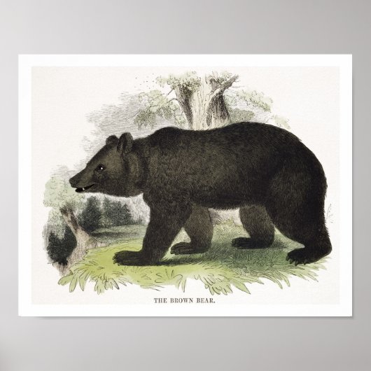 The Brown Bear,教育イラストレーションパブ.by t ポスター (正面)
