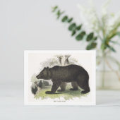 The Brown Bear，教育イラストレーションパブ.by t ポストカード (スタンド正面)