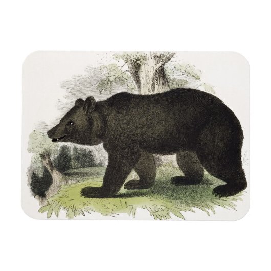 The Brown Bear,教育イラストレーションパブ.by t マグネット (横)