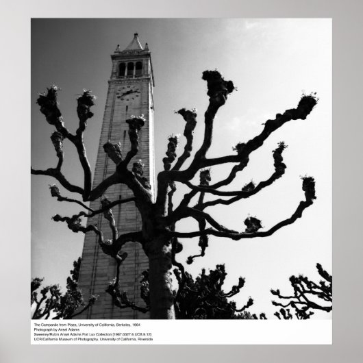 The Campanile from Plaza, UC Berkeley, 1964 ポスター (正面)