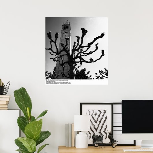 The Campanile from Plaza, UC Berkeley, 1964 ポスター (ホームオフィス)