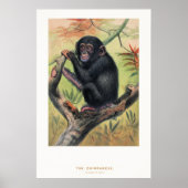 The Chimpanzee, Zoological Sketches, ポスター (正面)