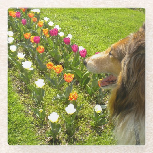 The Collie N the Tulips Trinket Box ガラスコースター (正面)