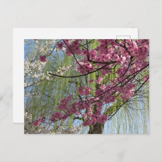 The Colours of Spring: Tokyo ポストカード (正面/裏面)