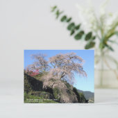 The droop cherry blossom "Matabei Zakura" ポストカード (スタンド正面)