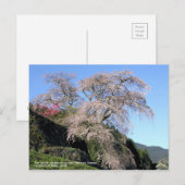 The droop cherry blossom "Matabei Zakura" ポストカード (正面/裏面)