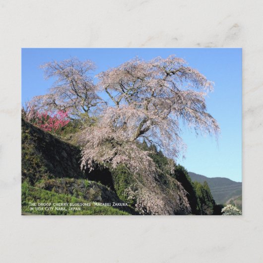 The droop cherry blossom "Matabei Zakura" ポストカード (正面)
