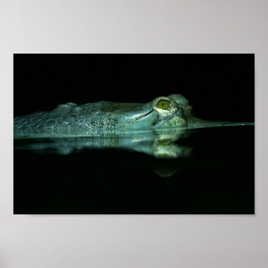 The Eye Of The Gharial ポスター (正面)