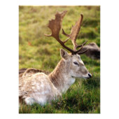 The Fallow Deer of the Glen フォトプリント (正面)