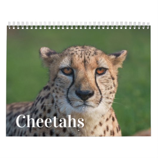 The Fast and the Beautiful: Cheetah Collection カレンダー (カバー)