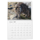 The Feral Life 2024美しい自然の猫カレンダー カレンダー (1月 2027)