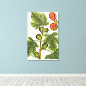 The Fig Tree, 125 from 'A Curious Herbal', p キャンバスプリント (インサイチュ (ウッドフロア))