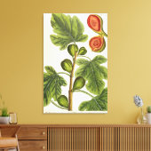 The Fig Tree, 125 from 'A Curious Herbal', p キャンバスプリント (インサイチュ (リビング))