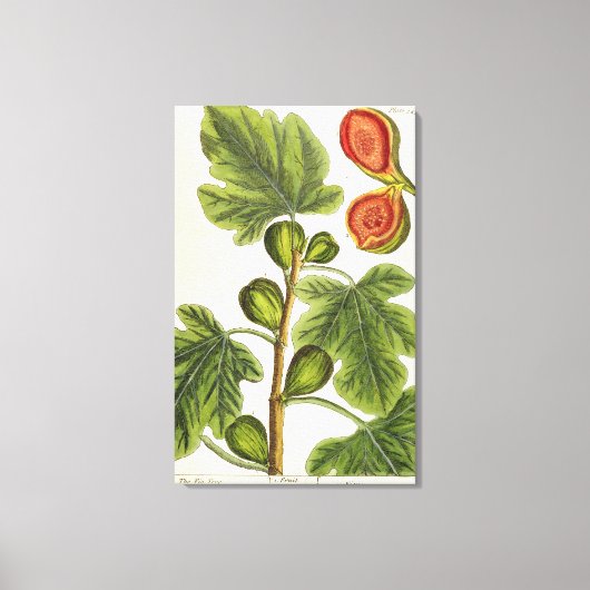 The Fig Tree, 125 from 'A Curious Herbal', p キャンバスプリント (正面)