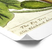 The Fig Tree, 125 from 'A Curious Herbal', p ポスター (角)