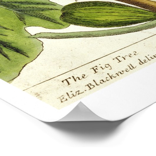 The Fig Tree, 125 from 'A Curious Herbal', p ポスター (角)