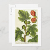 The Fig Tree, 125 from 'A Curious Herbal', p ポストカード (正面/裏面)